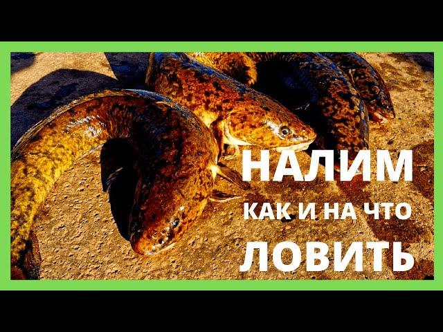 Как и на что ловить налима / Снасть для ловли налима / Донка на налима / Насадка на налима