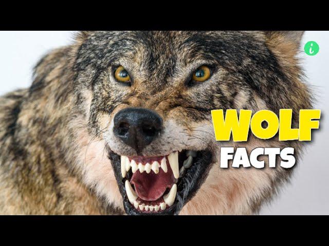 Wolf: Wolf Facts | Top 10 Facts About Wolves | Info Hifi