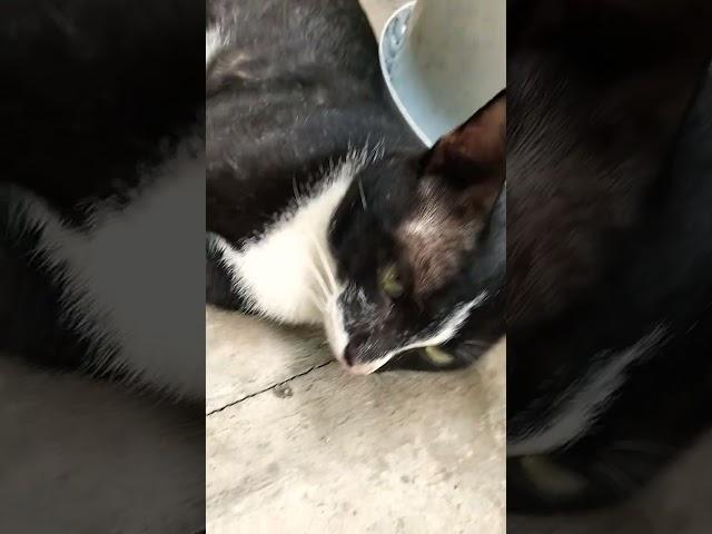 #cat #kitten #pets #funny