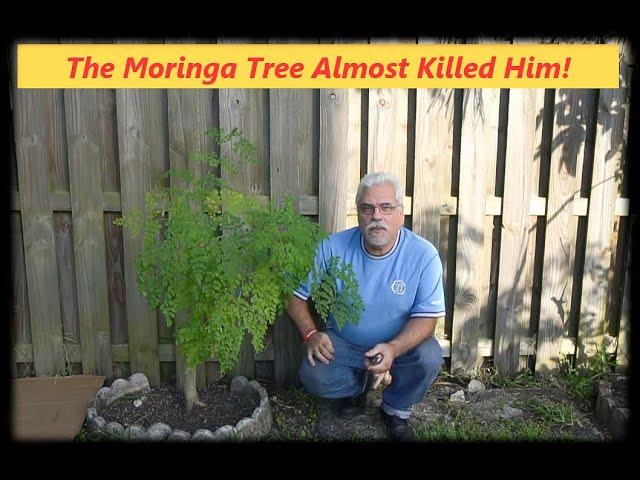 The Moringa Tree |  Almost Killed Him | Really!