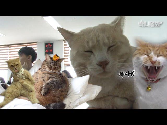 [이상한 고양이 모음 ZIP]고양이를 이해하려 하지마세요.. 가장 많이 키우는 고양이 포함 ‍️Unusual funny cat complication binge watching