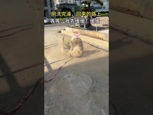 萌羊駝的黃塵滿天飛    還好頭上蝴蝶結是乾淨的… #治癒 #趣事 #解壓 #趣味 #舒服