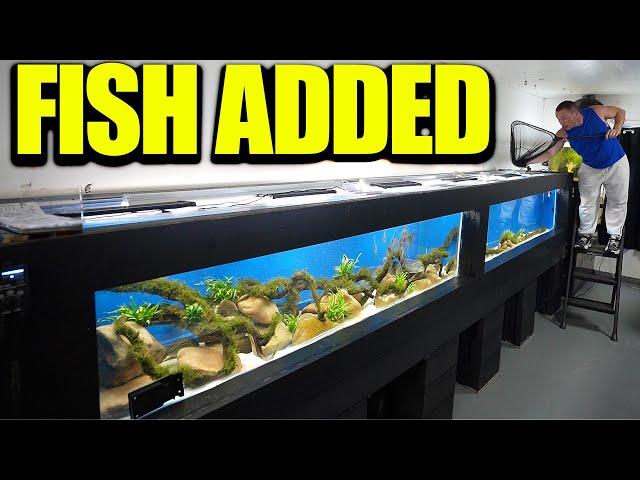 16 foot aquarium GETS FISH!!! The king of DIY