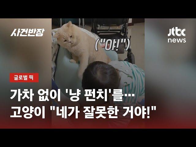 "더는 못 참아!" 아이 장난에 '냥 펀치' 날린 고양이 / JTBC 사건반장