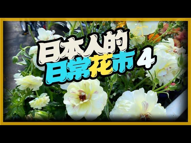 【日本園藝店-4】日本網紅植物(下)。這些小草花也太可愛，厲害一點的綠手指，台灣也可以種得起來喔。