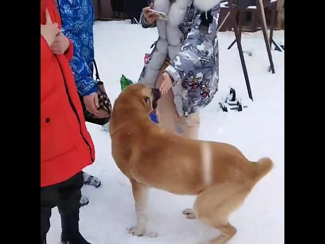 Друзья из школы Юного Кинолога