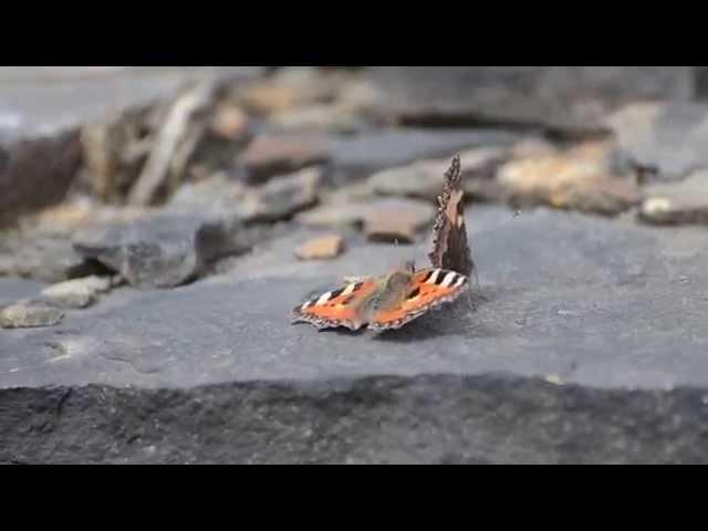 Pair of Small Tortoiseshell Aglais urticae butterflies in shawforth, whitworth.