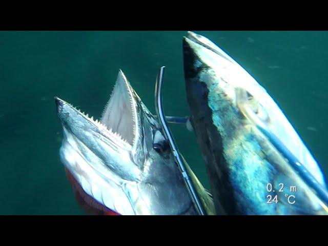 spearfishing  Spanish mackerel / דייג פלמידות בצלילה חופשית