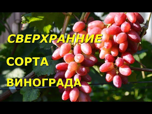 Сверхранние сорта винограда "Виноградник Сергея Криули" в RUTUBE: https://rutube.ru/channel/39511728