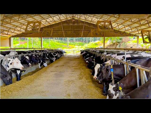 COMPOST BARN & FREESTALL: HOW THIS DAIRY FARM REACHES 49 LITERS PER COW PER DAY