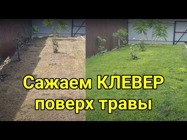 Сажаем клевер поверх травы. Клевер вместо газонной травы. Сравниваем белый клевер сорт Юра и Лифлекс