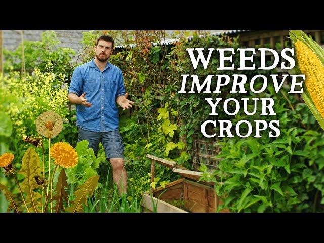 Why I Stopped Weeding the Garden | The BEST Weed Control Tip