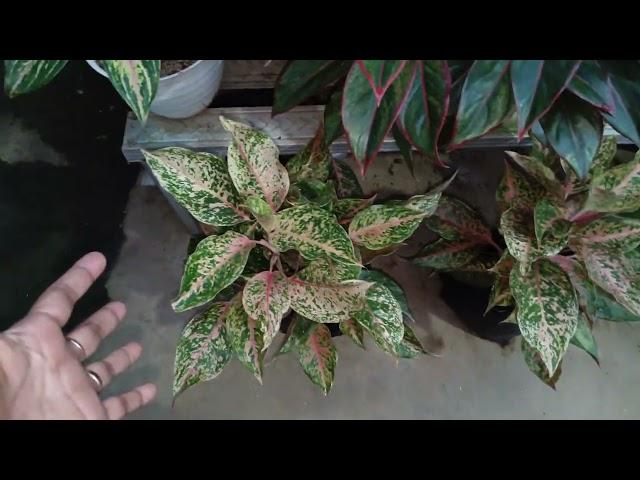 Monstera King Jumbo Murah//Ada Juga Philo Gergaji