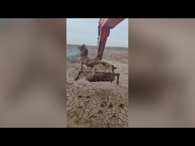 Excavator operator rescues camel stuck in sand in NW China