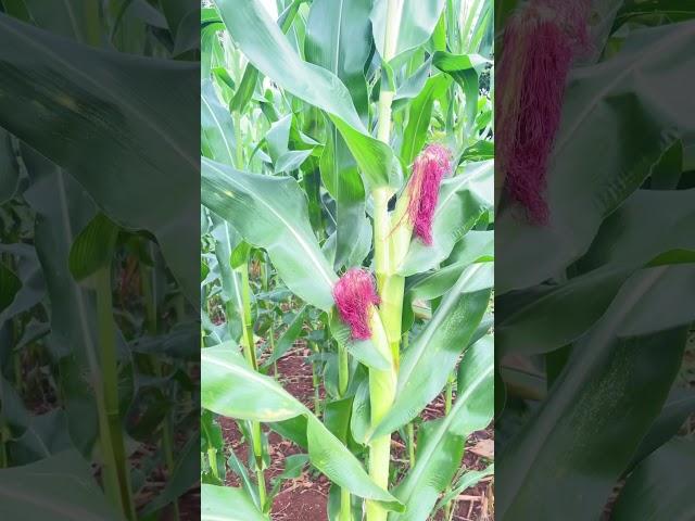 Maize Plantation in the Village #villgelife #plantation tion