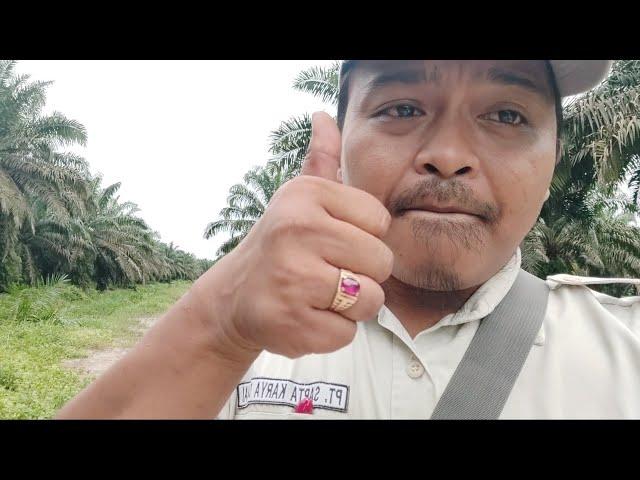 NEMU SARANG ULAR WAKTU KERJA.. | ULAR | MANDA PETUALANG | MANDA PETUALANG VLOG