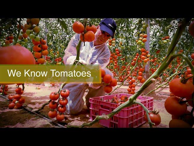 Hazera Tomato Demo GH Israel