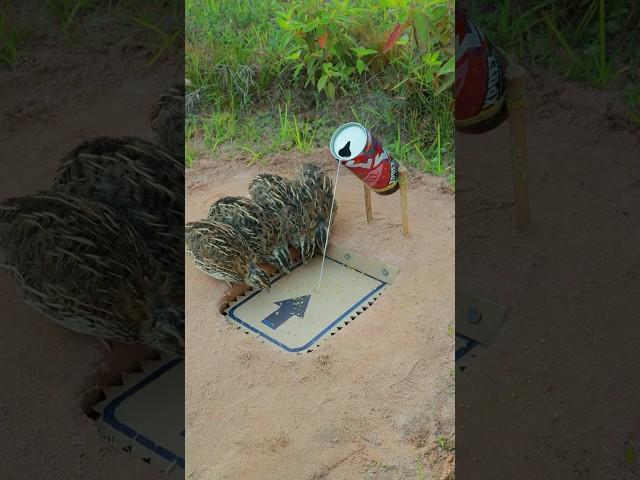 Simple Creative A Quail Trap Using Paper And Can #shorts #shortvideo