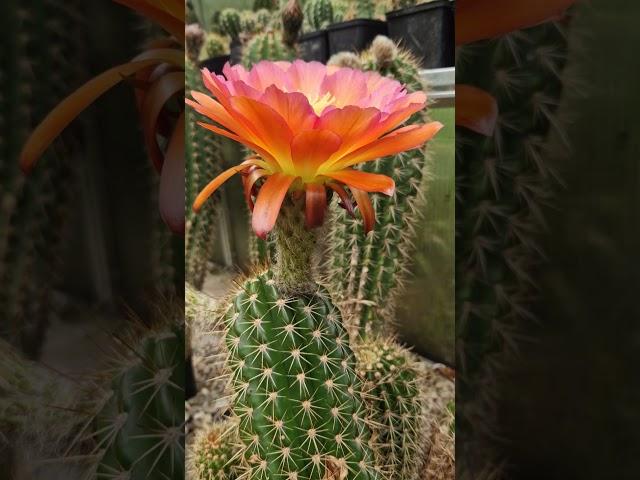 Orange! #cactus #flowers #nature #gardening #cactusjerk