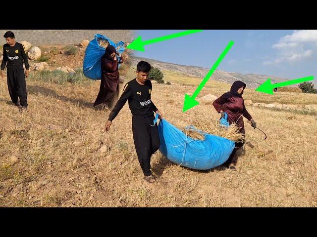 Nomadic life: the union of Maryam's family in gathering crops.