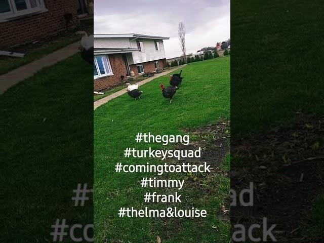 #turkey #turkeysquad #Timmy #frank  #thelmaandlouise #farmlife #animals #comingforyou