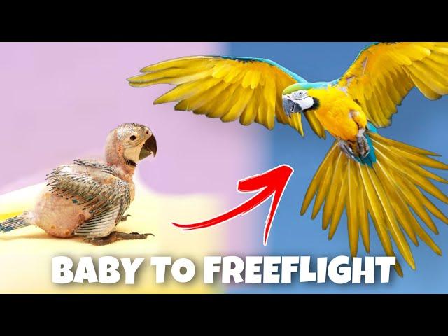 BABY TO FREEFLIGHT MACAW