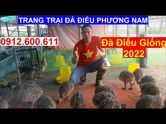 [PNTV], Đà Điểu Giống 2022 Chuyển Giao Toàn Quốc, PHUONG NAM TV, Trang Trại Đà Điểu Phương Nam