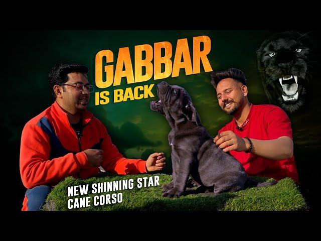 introducing GABBAR best CANE CORSO blue color dog in Punjab, Sri Sai Pet World