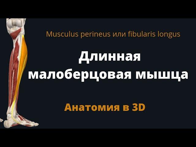 Длинная малоберцовая мышца. Perineus или fibularis longus. 3D анатомия.