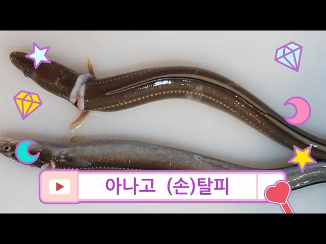 아나고 탈피