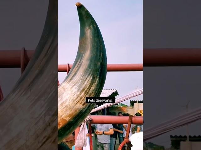 Biggest bahubali kankrej Gowalbari 2022 from Hossain dairy farm #gowalbari #shorts #trending