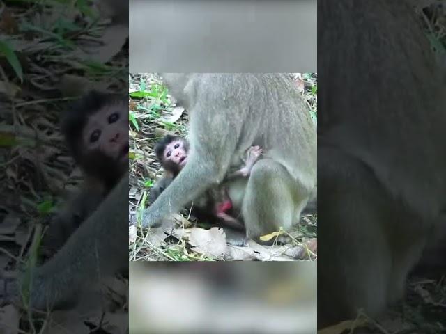 Monkey Short Version - 6 - Best Animal moment - Animal Verse