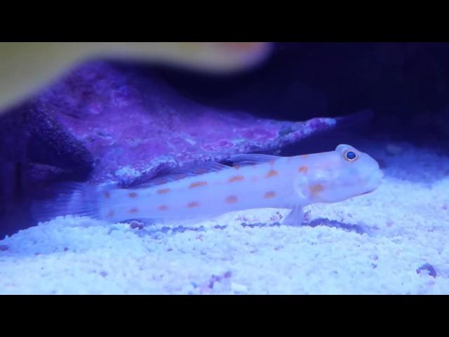 Diamond Watchman Goby