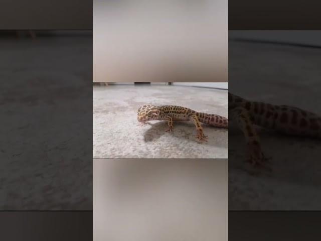 ох Геннадий ‍️ #мьюнг #рекомендации #актив #мем #рек #gecko #эублефар #геннадий