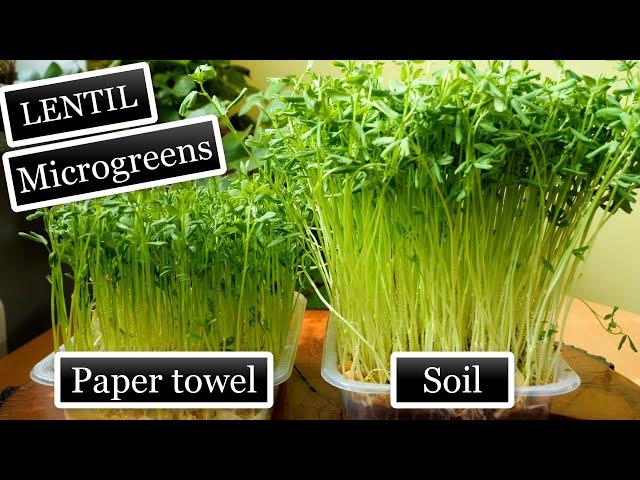 Grow Microgreens Paper Towel vs Soil Comparison