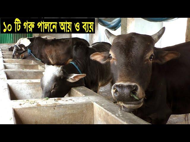 গরুর খামার কি ভাবে শুরু করবেন - গরু মোটাতাজাকরণ পদ্ধতি ও আয় ব্যয় - Cow Farming