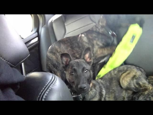 Bringing the Dutch Shepherd Puppies home