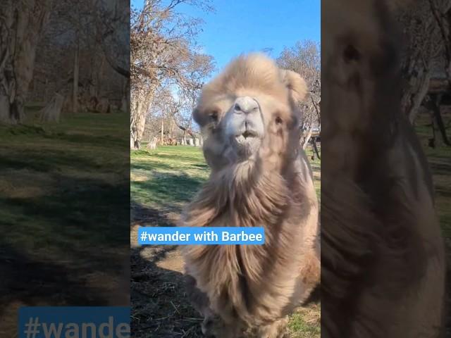 This "CAMEL" Came "CHARGING!” #camel #charge #wander with Barbee