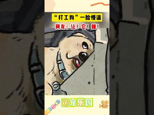 “打工狗”一脸懵逼 网友：让！它！睡！#宠乐园 #轻松一刻 #动物
