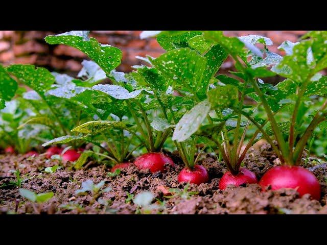 Instructions for growing red radish