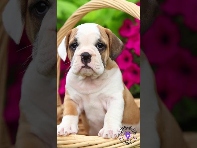 What is the result of breeding a Beagle with a Bulldog?