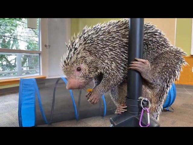 Home Safari - Brazilian Porcupine Rico - Cincinnati Zoo