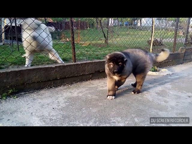 +995 555 73 40 73 კავკასიური ნაგაზი, Caucasian (GEORGIAN) Shepherd - kavkasiuri nagazi