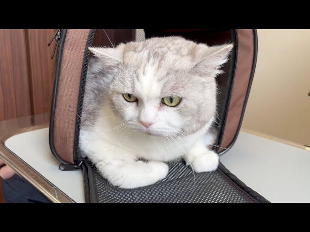 We finally took Piko back to the vet