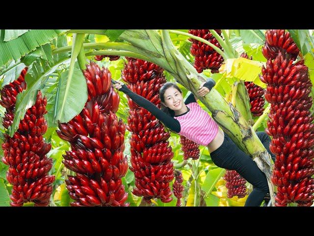 Harvesting Red Banana Go To Market Sell, Traditional Banana Snail Recipe |Harvesting Farm Produce