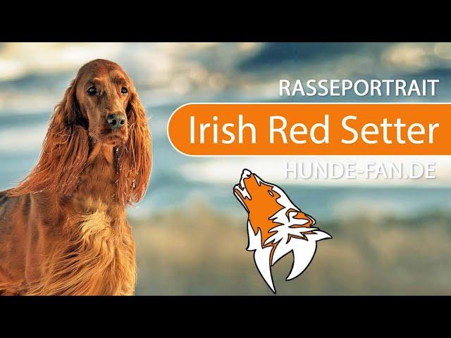 ► Irish Red Setter [2020] History, Appearance, Temperament, Training, Exercise, Care & Health