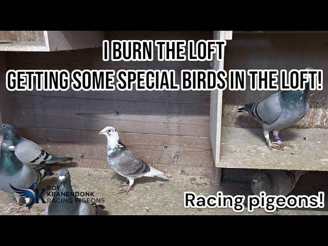 i Burn the loft | And we getting some SPECIAL birds in my loft! | Racing pigeons |