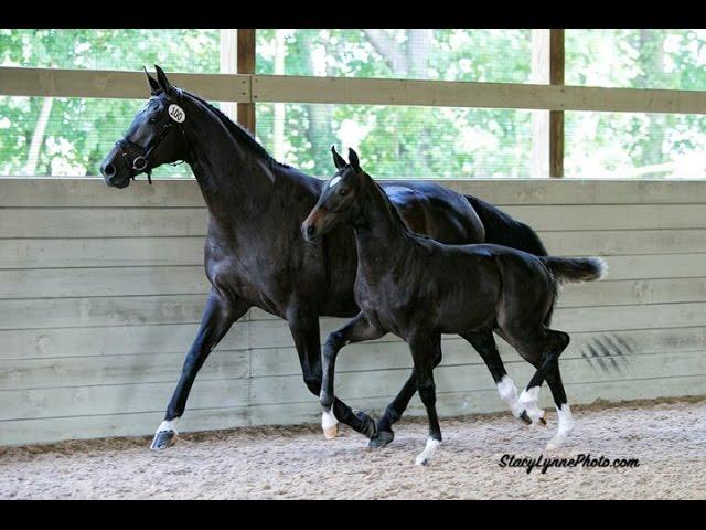 Logan ISF, KWPN-NA Keuring 2016 at Iron Spring Farm, SOLD