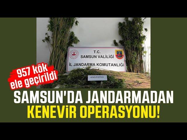 Samsun'da jandarmadan kenevir operasyonu! 957 kök ele geçirildi