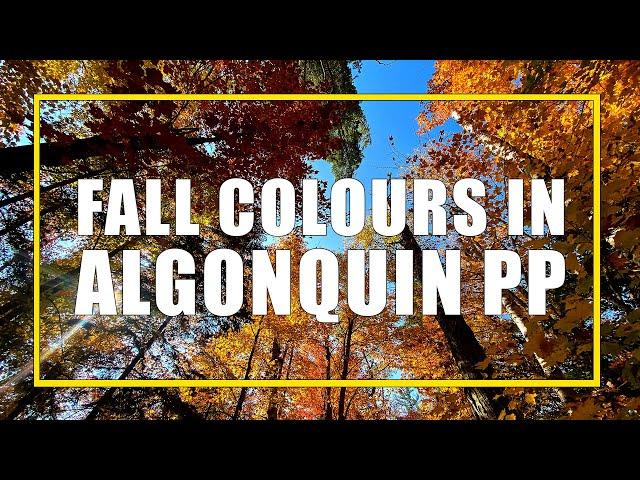 How To See The Best Fall Colours In Algonquin Park